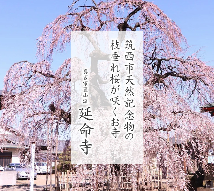 筑西市天然記念物の枝垂れ桜が咲くお寺　真言宗豊山派延命寺