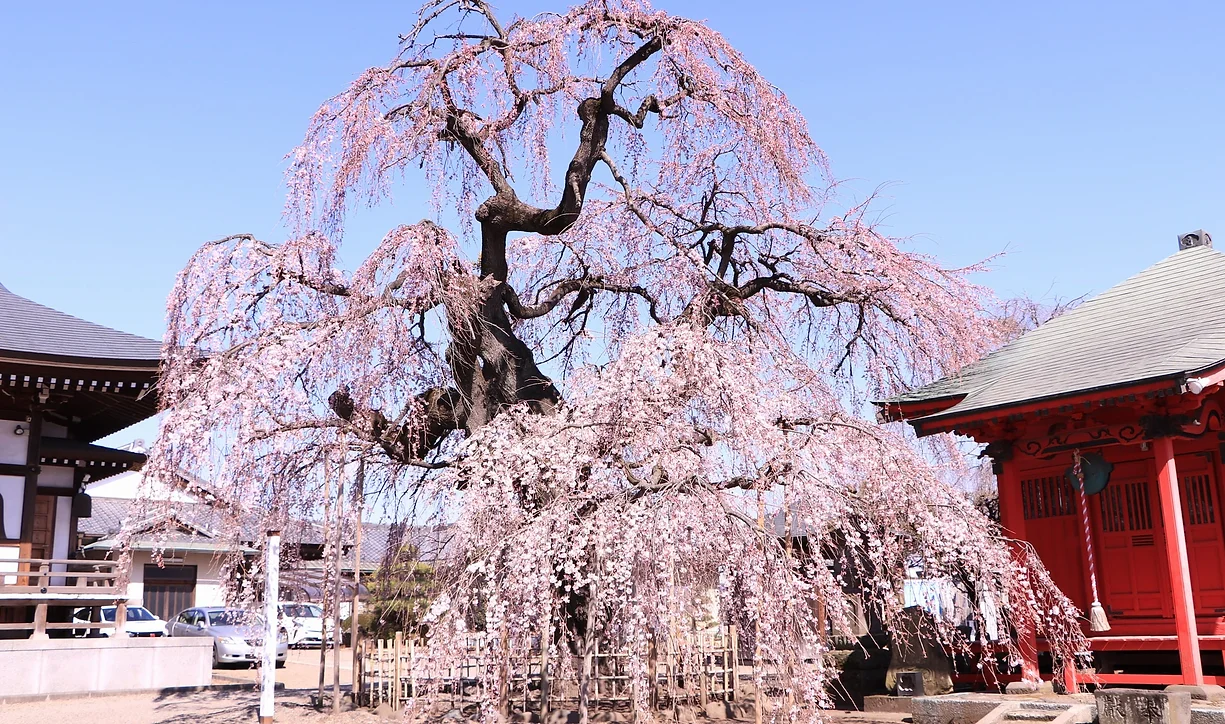 延命寺の枝垂れ桜